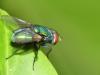 Lucilia sericata